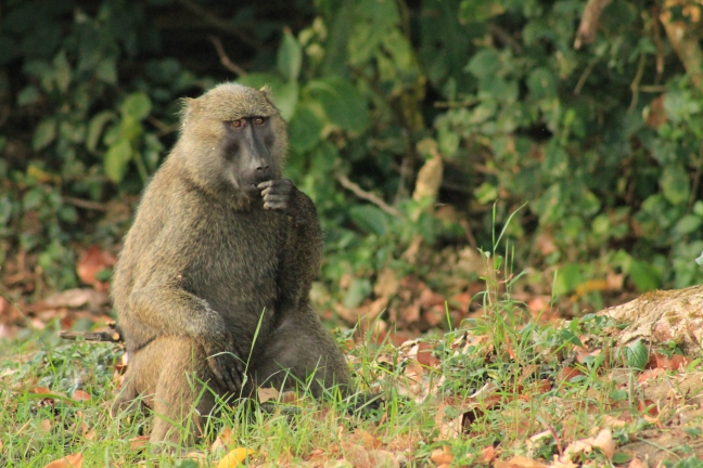 The baboons seemed genuinely sad and forlorn to see us leave.